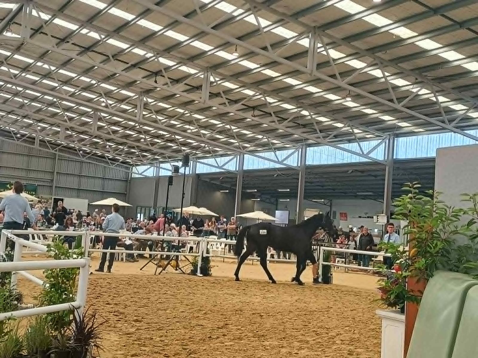 A horse being shown to a crowd in the indoor arena during a bloodstock sale