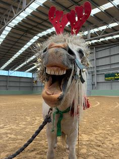 A grey pony wearing red reindeer antlers and tinsel, looking very pleased with itself