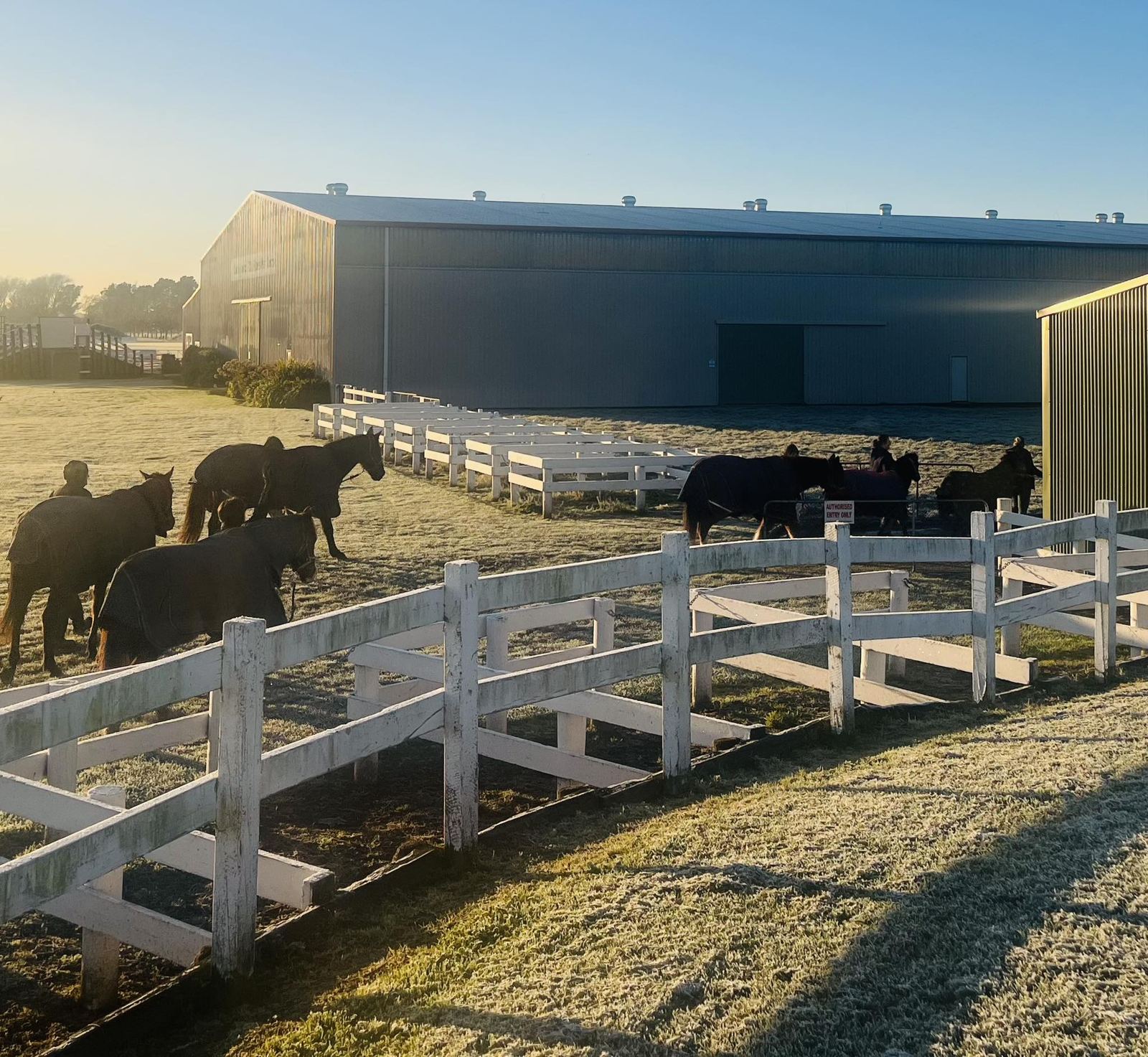 Horses in covers in the yards beside the arena at sunrise