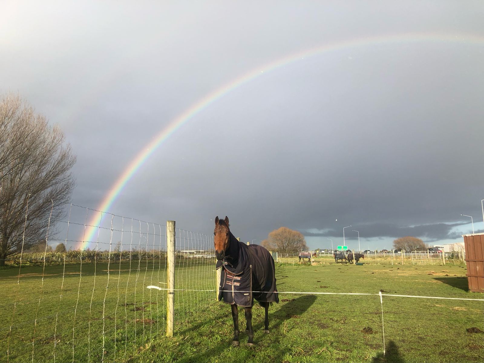 A horse in a cover standing in a green paddock under a rainbow