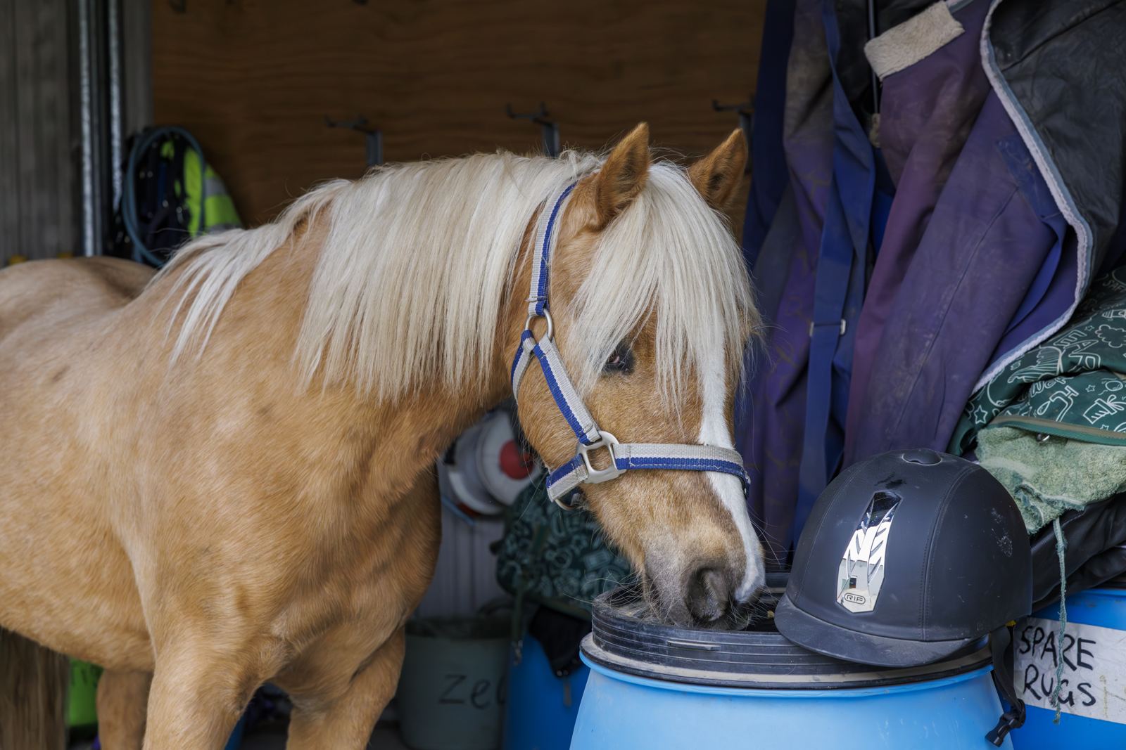 Savvy the palomino pony nosing at a helmet in the tack room